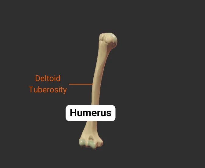 Deltoid Tuberosity - anterior - isolated